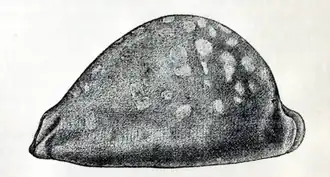 Callistocypraea leucodon