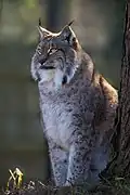 Lynx