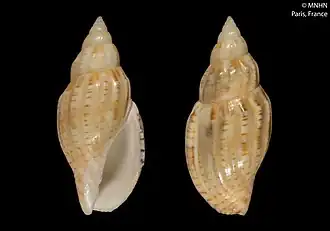 Lyria (Mitraelyria) beauii