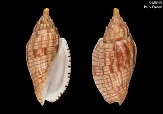 Lyria (Indolyria) cloveriana