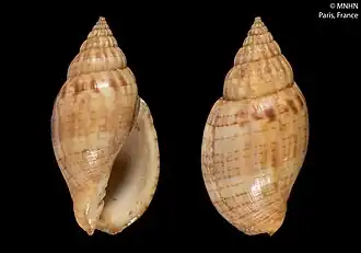 Lyria (Lyria) deliciosa