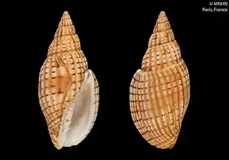 Lyria (Indolyria) michardi