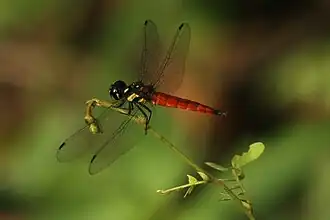 Lyriothemis tricolor