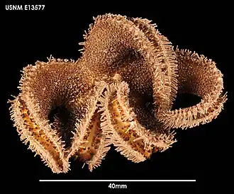 Lysasterias belgicae