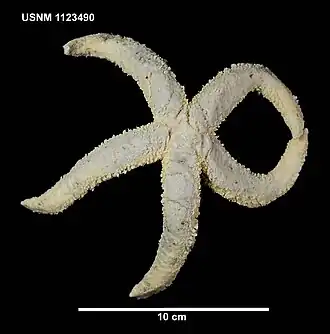 Lysasterias chirophora