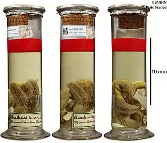 Lysasterias perrieri