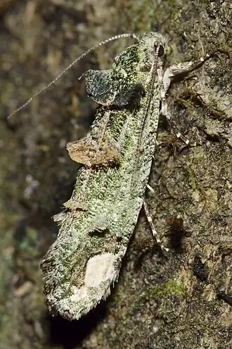 Lysiphragma epixyla