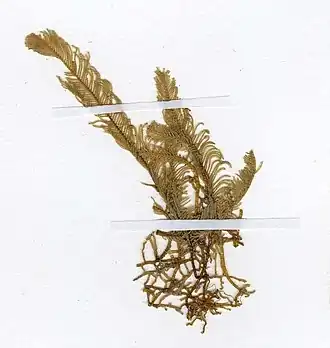 Lytocarpia myriophyllum