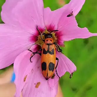 Lytta quadrimaculata