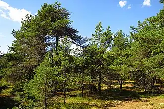 In het Liiva-Putla looduskaitseala