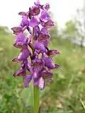 Harlekijn (Anacamptis morio)