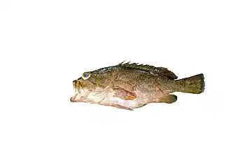 Epinephelus magniscuttis