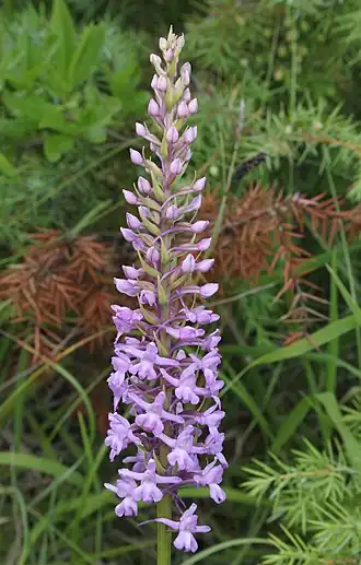 Grote muggenorchis