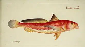 Otolithes ruber
