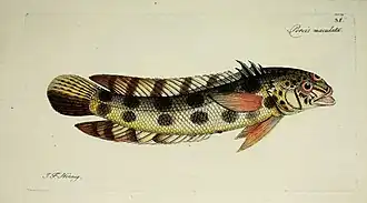 Parapercis maculata