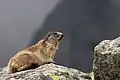 Alpenmarmot (Marmota marmota latirostris) in Nationaal Park Tatra.