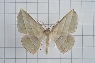 Sarcinodes carnearia