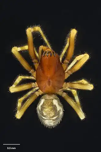 Promynoglenes minuscula