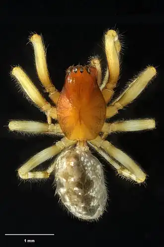 Parafroneta pilosa