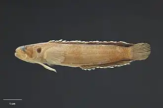 Acanthoclinus rua