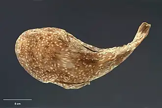 Neophrynichthys heterospilos