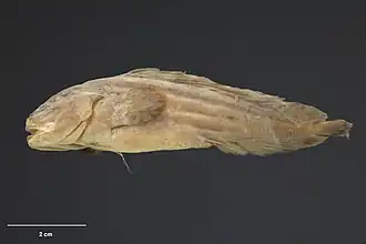 Bidenichthys beeblebroxi