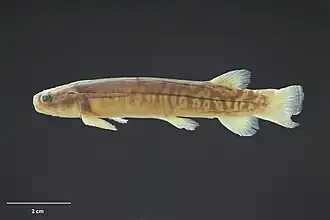 Galaxias pullus
