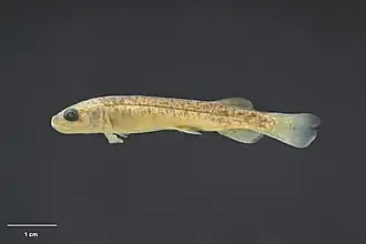 Galaxias gollumoides