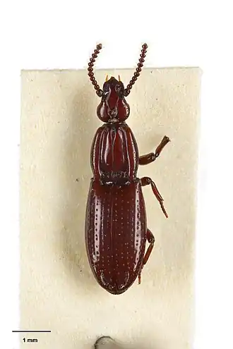 Omoglymmius hornabrooki