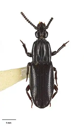 Omoglymmius offafinus