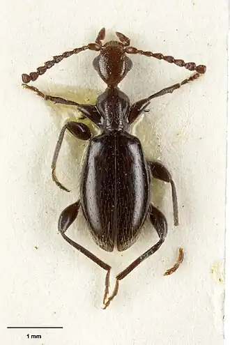 Anthelephila longidentatus