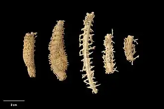 Novodinia novaezelandiae