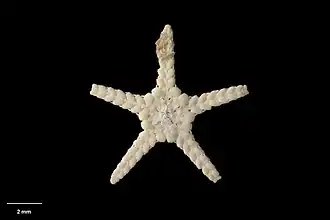 Ophiuraster symmetricus