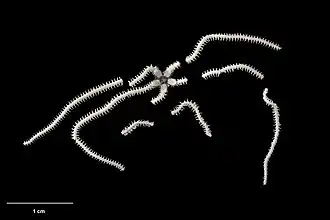 Amphiura dikellacantha