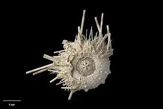 Caenopedina novaezealandiae