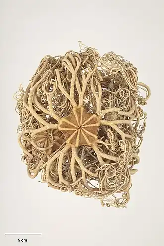 Gorgonocephalus dolichodactylus