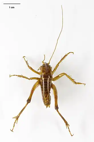 Hemiandrus subantarcticus