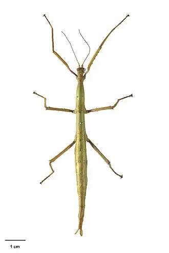 Acanthoxyla intermedia