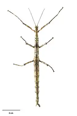 Acanthoxyla speciosa