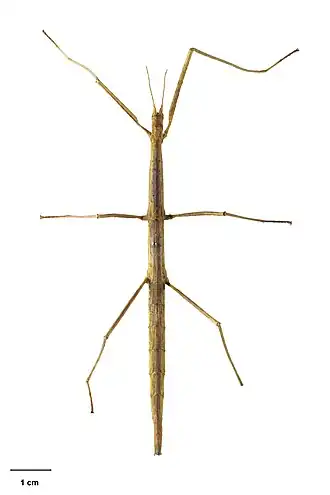 Asteliaphasma jucundum