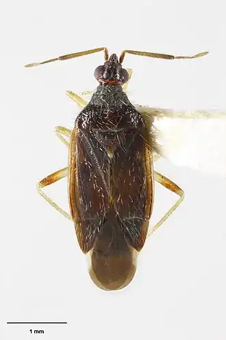 Maoriphylina