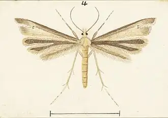Platyptilia charadrias