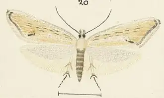 Glyphipterix necopina