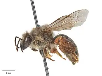 Leioproctus metallicus