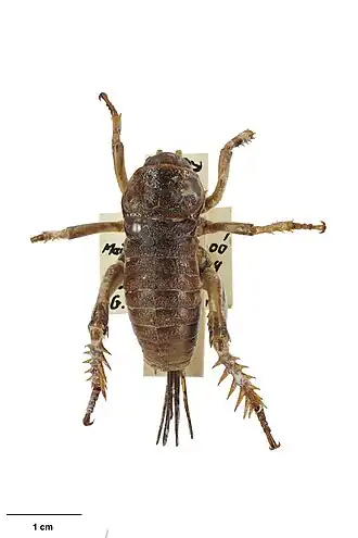 Deinacrida tibiospina