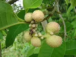 Samengestelde vrucht van Magnolia (Michelia) champaca met uitgegroeide bevruchte en kleine onbevruchte bessen.