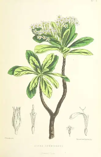 Commidendrum spurium