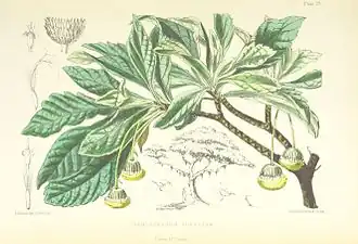 Commidendrum robustum