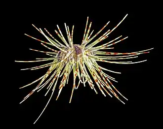 Coelopleurus maculatus