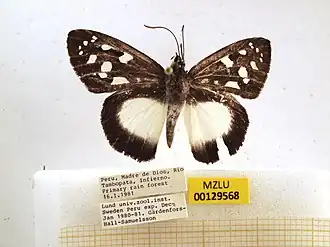 Hyalothyrus mimicus